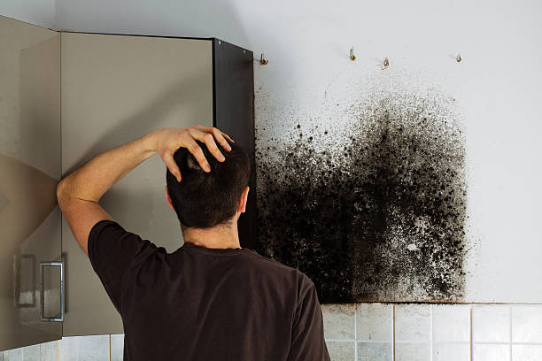 Environmental Consulting for Mold Prevention in Portola, CA